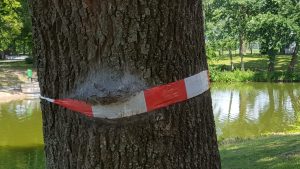 Processierups zuiger