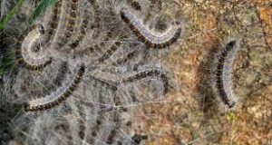 processierups zuiger